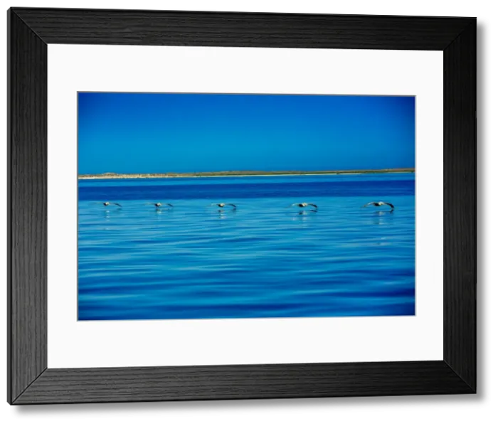 Framed Print : Pelicans, Whale Watching, Magdalena Bay, Mexico, North America Framed Print : Pelicans, Whale Watching, Magdalena Bay, Mexico, North America