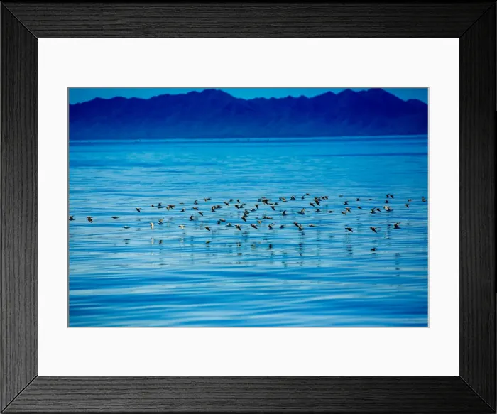 Framed Print : Birds, Whale Watching, Magdalena Bay, Mexico, North America Framed Print : Birds, Whale Watching, Magdalena Bay, Mexico, North America