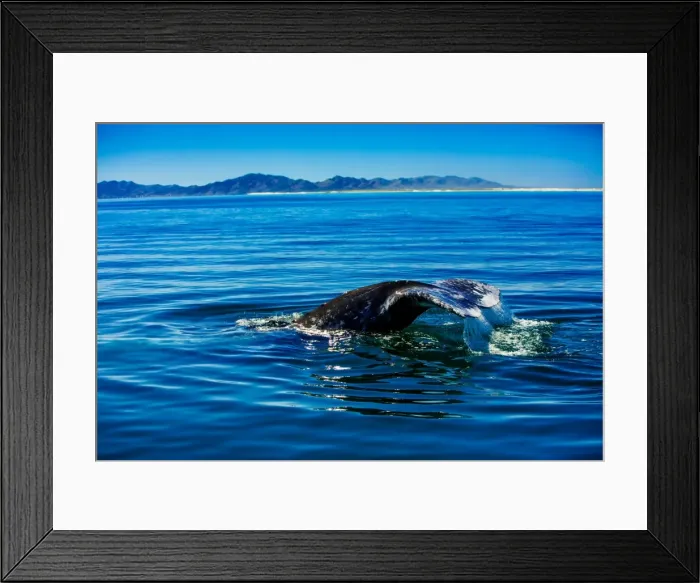 Framed Print : Grey whales, Whale Watching, Magdalena Bay, Mexico, North America