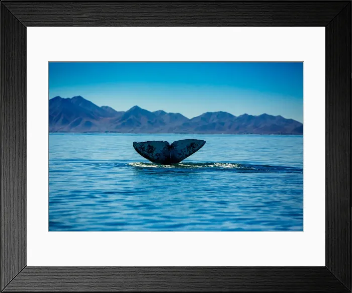 Framed Print : Grey whales, Whale Watching, Magdalena Bay, Mexico, North America Framed Print : Grey whales, Whale Watching, Magdalena Bay, Mexico, North America