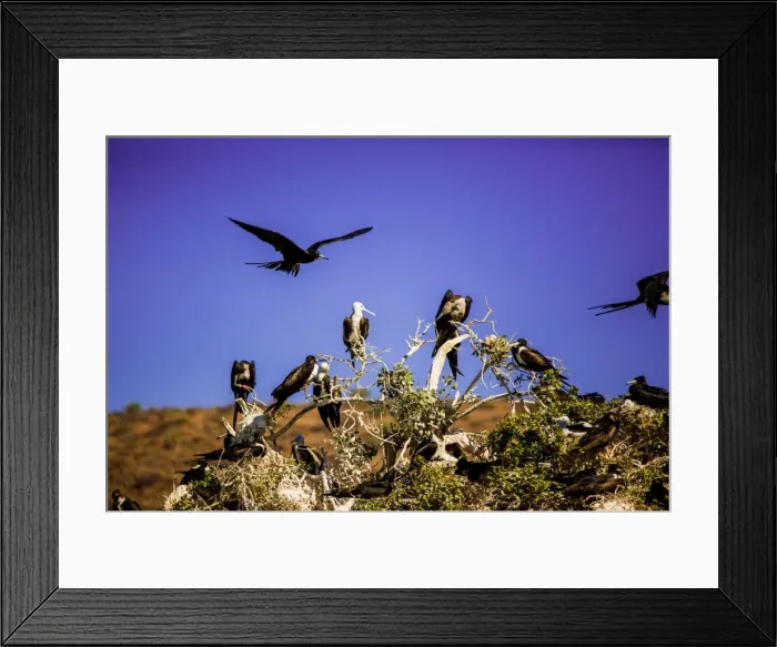 Framed Print : Red-footed boobie birds, Isla del Espiritu Santo, Baja California Sur, Mexico, North Framed Print : Red-footed boobie birds, Isla del Espiritu Santo, Baja California Sur, Mexico, North