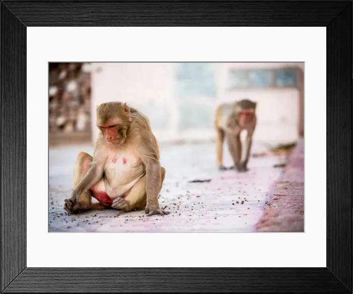 Framed Print : Monkey spectators during the Flower Holi Festival, Vrindavan, Uttar Pradesh, India, Asia Framed Print : Monkey spectators during the Flower Holi Festival, Vrindavan, Uttar Pradesh, India, Asia