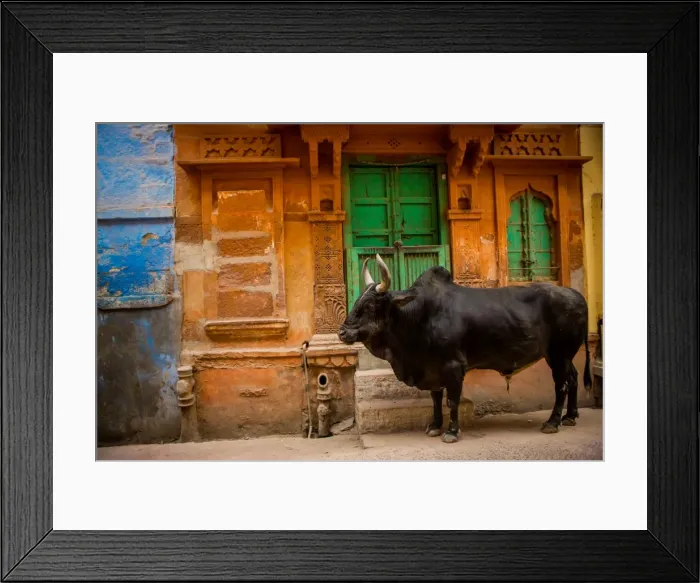 Framed Print : Holy cow standing in the blue streets of Jodhpur, the Blue City, Rajasthan, India, Asia Framed Print : Holy cow standing in the blue streets of Jodhpur, the Blue City, Rajasthan, India, Asia