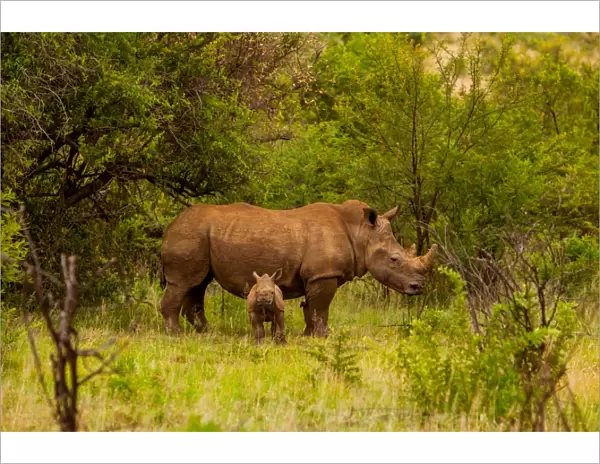 African rhino and baby, Kruger National Park, Johannesburg, South Africa, Africa