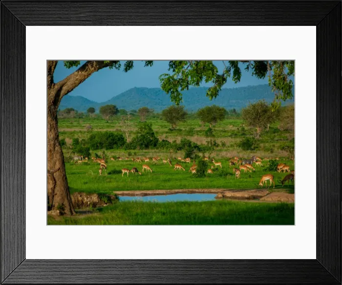 Framed Print : Impala at a watering hole, Mizumi Safari Park, Tanzania, East Africa, Africa Framed Print : Impala at a watering hole, Mizumi Safari Park, Tanzania, East Africa, Africa