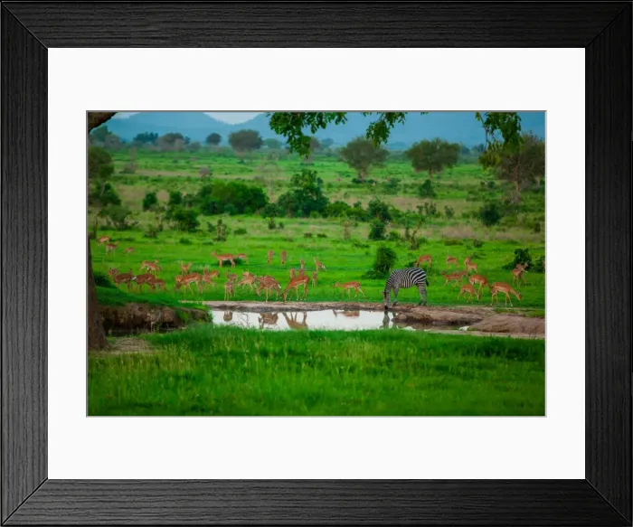 Framed Print : Zebra and wildlife at the watering hole, Mizumi Safari Park, Tanzania, East Africa Framed Print : Zebra and wildlife at the watering hole, Mizumi Safari Park, Tanzania, East Africa