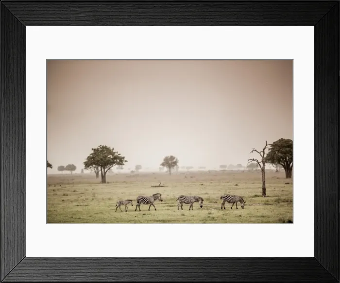 Framed Print : Zebras on safari, Mizumi Safari Park, Tanzania, East Africa, Africa Framed Print : Zebras on safari, Mizumi Safari Park, Tanzania, East Africa, Africa