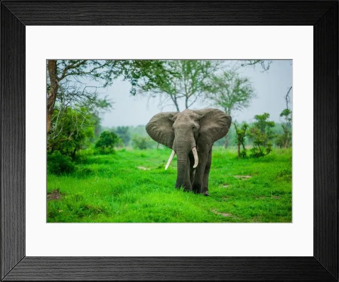 Framed Print : Elephant on safari, Mizumi Safari Park, Tanzania, East Africa, Africa Framed Print : Elephant on safari, Mizumi Safari Park, Tanzania, East Africa, Africa