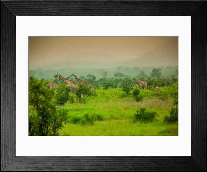Framed Print : Giraffes on safari, Mizumi Safari Park, Tanzania, East Africa, Africa Framed Print : Giraffes on safari, Mizumi Safari Park, Tanzania, East Africa, Africa