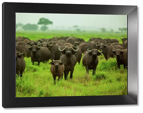 Water buffalo standoff on safari, Mizumi Safari Park, Tanzania, East Africa, Africa