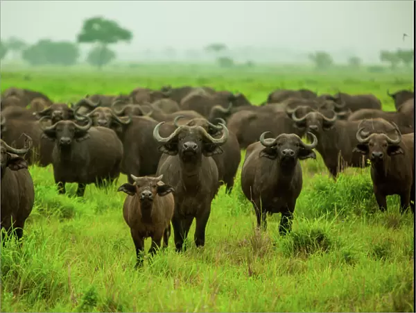 Water buffalo standoff on safari, Mizumi Safari Park, Tanzania, East Africa, Africa