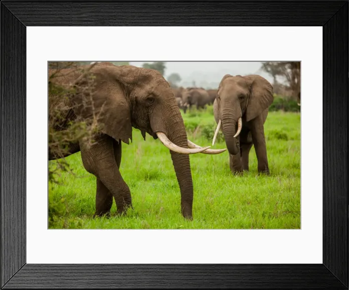 Framed Print : African elephants on safari, Mizumi Safari Park, Tanzania, East Africa, Africa Framed Print : African elephants on safari, Mizumi Safari Park, Tanzania, East Africa, Africa