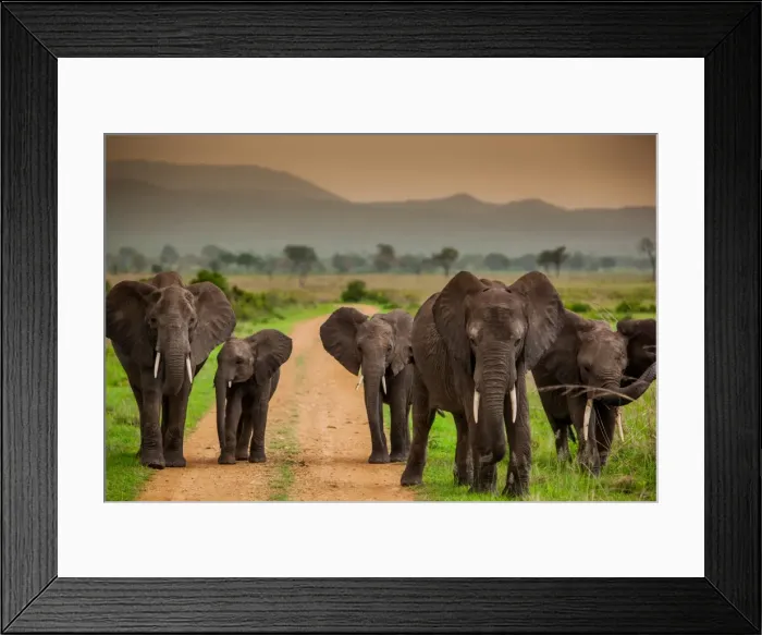 Framed Print : African elephant family on safari, Mizumi Safari Park, Tanzania, East Africa, Africa Framed Print : African elephant family on safari, Mizumi Safari Park, Tanzania, East Africa, Africa