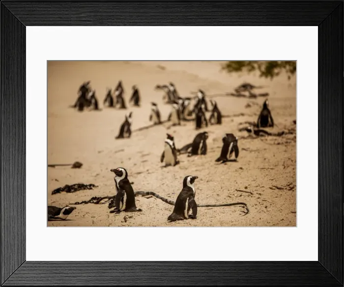 Framed Print : Cape African penguins, Boulders Beach, Cape Town, South Africa, Africa Framed Print : Cape African penguins, Boulders Beach, Cape Town, South Africa, Africa