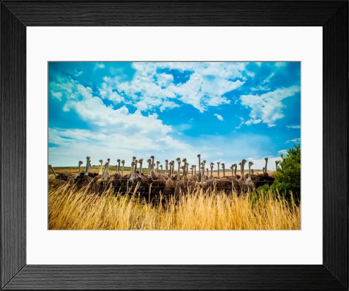 Framed Print : Ostrich Farm on the Garden Route, Knysna, South Africa, Africa Framed Print : Ostrich Farm on the Garden Route, Knysna, South Africa, Africa