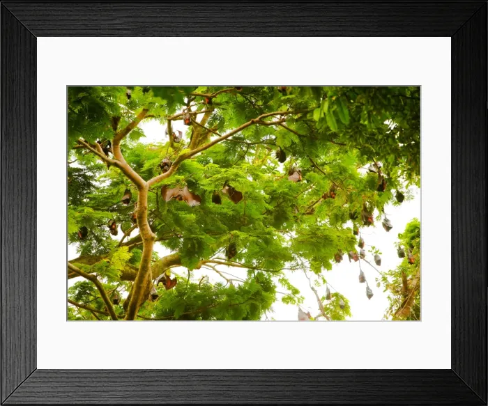 Framed Print : Giant fruit bats, Bali, Indonesia, Southeast Asia, Asia Framed Print : Giant fruit bats, Bali, Indonesia, Southeast Asia, Asia