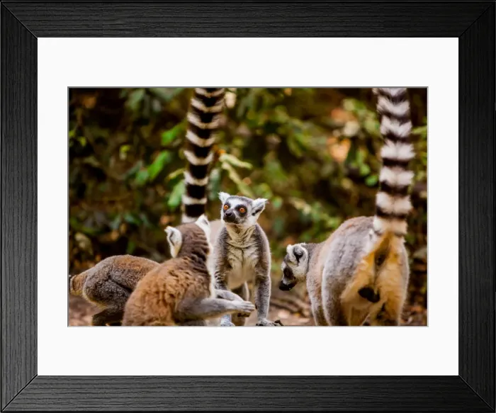 Framed Print : Madagascar lemurs, Johannesburg, South Africa, Africa Framed Print : Madagascar lemurs, Johannesburg, South Africa, Africa