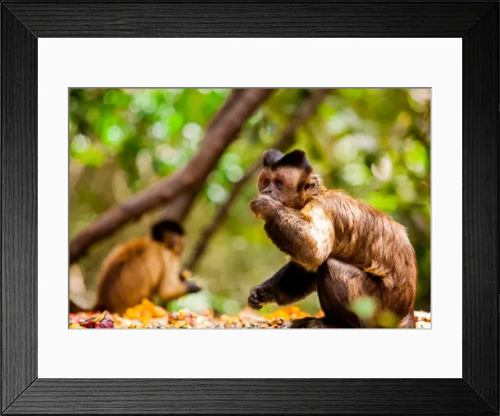 Framed Print : Monkey Reserve, Johannesburg, South Africa, Africa Framed Print : Monkey Reserve, Johannesburg, South Africa, Africa