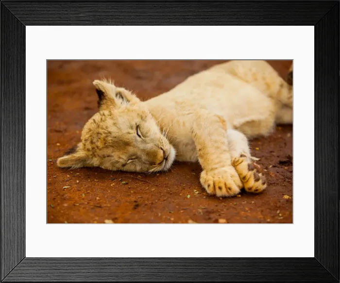 Framed Print : Baby lion at Kruger National Park, Johannesburg, South Africa, Africa Framed Print : Baby lion at Kruger National Park, Johannesburg, South Africa, Africa
