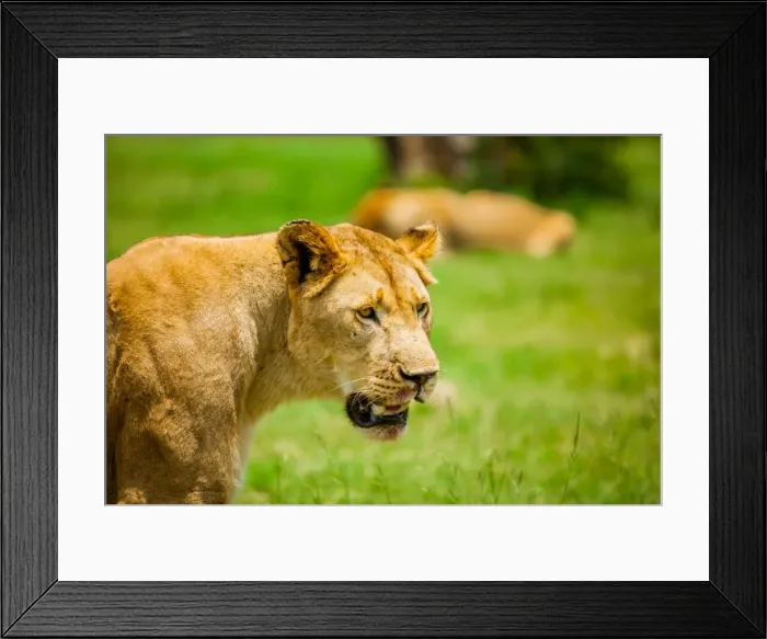 Framed Print : Lioness at Kruger National Park, Johannesburg, South Africa, Africa Framed Print : Lioness at Kruger National Park, Johannesburg, South Africa, Africa