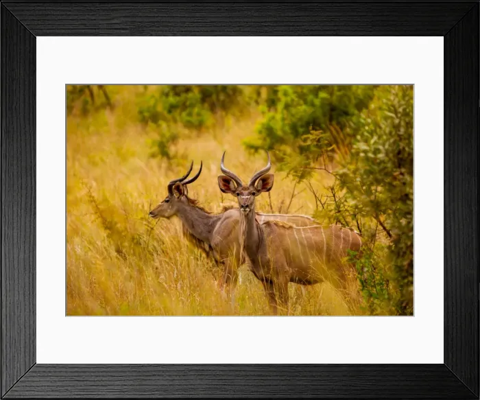 Framed Print : Wild African deer, at Kruger National Park, Johannesburg, South Africa, Africa Framed Print : Wild African deer, at Kruger National Park, Johannesburg, South Africa, Africa