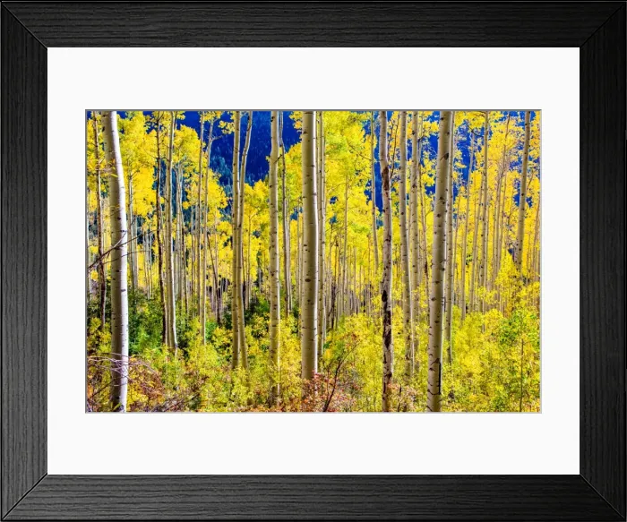 Framed Print : Aspen trees in the Fall, Aspen, Colorado, United States of America, North America Framed Print : Aspen trees in the Fall, Aspen, Colorado, United States of America, North America