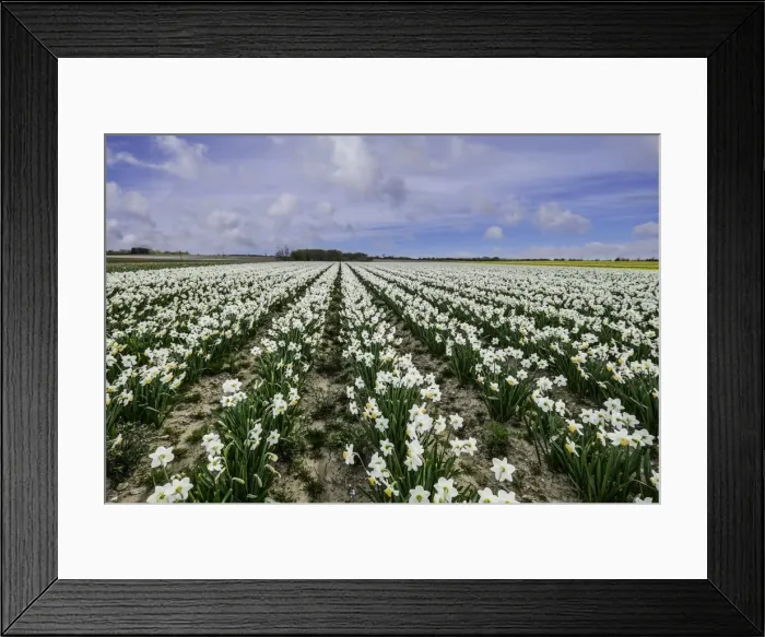 Framed Print : A field of daffodils in bloom, Norfolk, England, United Kingdom, Europe Framed Print : A field of daffodils in bloom, Norfolk, England, United Kingdom, Europe