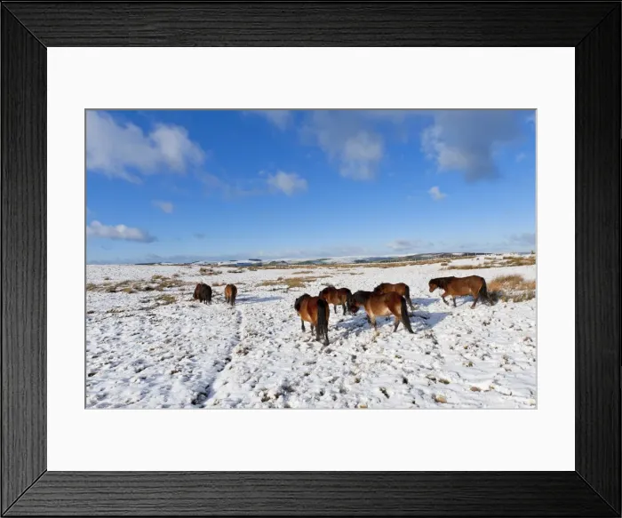 Framed Print : Ponies forage for food in the snow on the Mynydd Epynt moorland, Powys, Wales, United Kingdom Framed Print : Ponies forage for food in the snow on the Mynydd Epynt moorland, Powys, Wales, United Kingdom