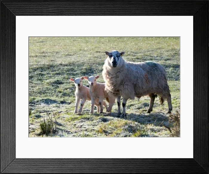 Framed Print : Ewes and lambs at springtime on the Mynydd Epynt range, Powys, Wales, United Kingdom Framed Print : Ewes and lambs at springtime on the Mynydd Epynt range, Powys, Wales, United Kingdom