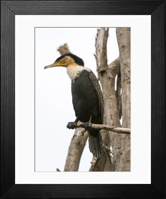 Framed Print : Great cormorant (Phalocrocorax carbo), Lake Naivasha, Kenya, East Africa, Africa Framed Print : Great cormorant (Phalocrocorax carbo), Lake Naivasha, Kenya, East Africa, Africa