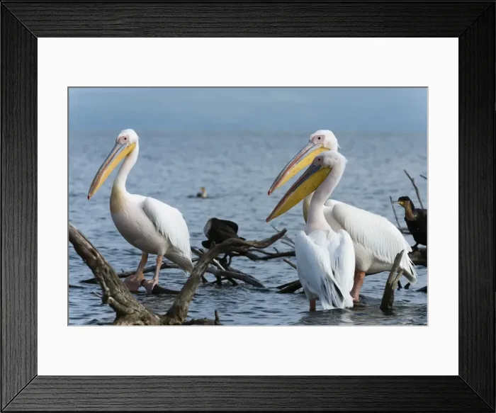 Framed Print : Great white pelican (Pelecanus onocrotalus), Lake Naivasha, Kenya, East Africa, Africa Framed Print : Great white pelican (Pelecanus onocrotalus), Lake Naivasha, Kenya, East Africa, Africa