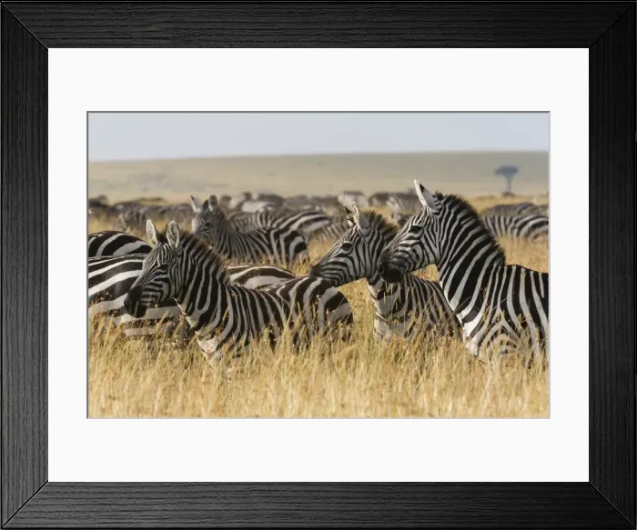 Framed Print : Plains zebras (Equus quagga), Masai Mara, Kenya, East Africa, Africa Framed Print : Plains zebras (Equus quagga), Masai Mara, Kenya, East Africa, Africa
