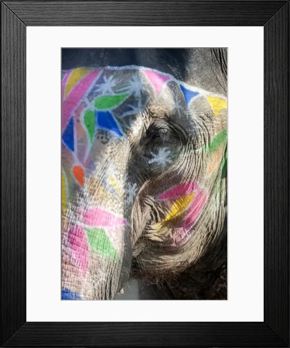 Framed Print : Decorated elephant, Amber elephant sanctuary, near Jaipur, Rajasthan, India, Asia Framed Print : Decorated elephant, Amber elephant sanctuary, near Jaipur, Rajasthan, India, Asia