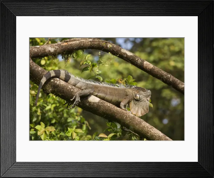 Framed Print : A green iguana (Iguana iguana) (common iguana) (American iguana), in the jungle of Costa Rica Framed Print : A green iguana (Iguana iguana) (common iguana) (American iguana), in the jungle of Costa Rica