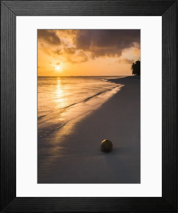 Framed Print : Coconut on a tropical beach at sunset, Rarotonga Island, Cook Islands, South Pacific Framed Print : Coconut on a tropical beach at sunset, Rarotonga Island, Cook Islands, South Pacific