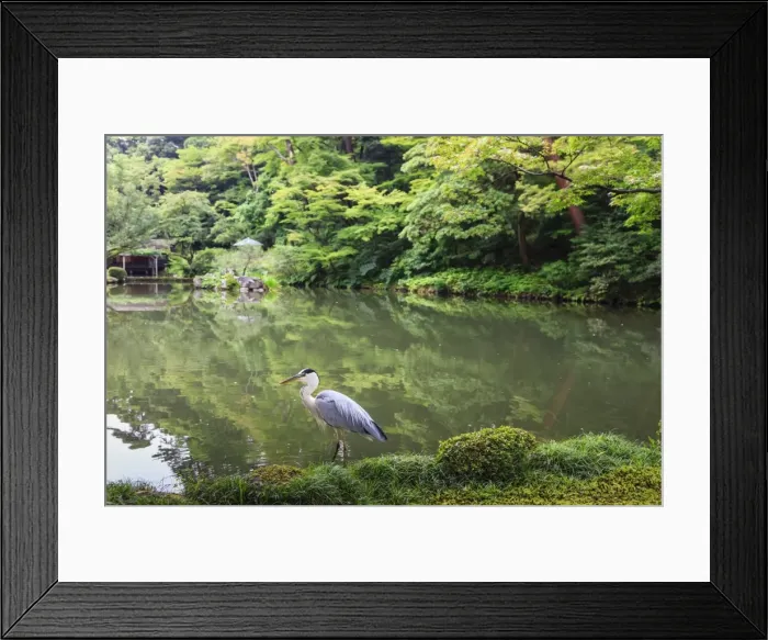 Framed Print : Stork at Hisagoike Pond in summer, Kenrokuen, one of Japans three most beautiful landscape gardens Framed Print : Stork at Hisagoike Pond in summer, Kenrokuen, one of Japans three most beautiful landscape gardens
