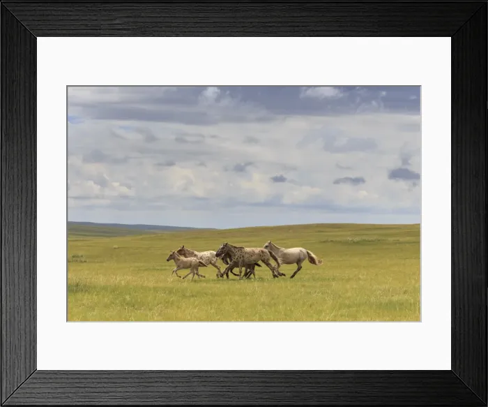 Framed Print : Herd of dappled and pale horses and foals gallop and canter, lush grassland with flowers in summer Framed Print : Herd of dappled and pale horses and foals gallop and canter, lush grassland with flowers in summer