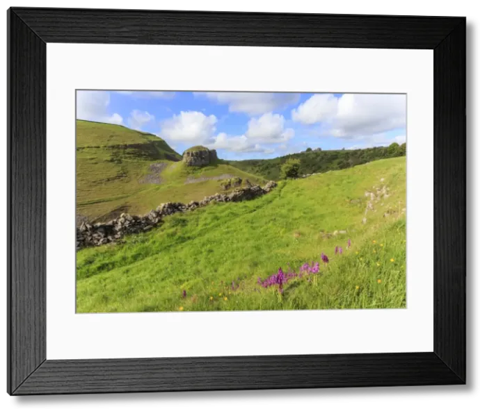 Framed Print : Early purple orchids (Orchis mascula) and Peters Rock, Cressbrook Dale Nature Reserve in May Framed Print : Early purple orchids (Orchis mascula) and Peters Rock, Cressbrook Dale Nature Reserve in May