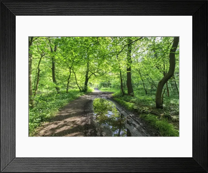 Framed Print : Trees in spring leaf provide canopy over hiking path with puddle reflections, Millers Dale Framed Print : Trees in spring leaf provide canopy over hiking path with puddle reflections, Millers Dale