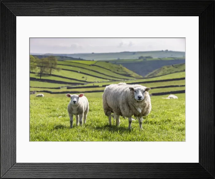 Framed Print : Sheep and lamb above Cressbrook Dale, typical spring landscape in the White Peak Framed Print : Sheep and lamb above Cressbrook Dale, typical spring landscape in the White Peak