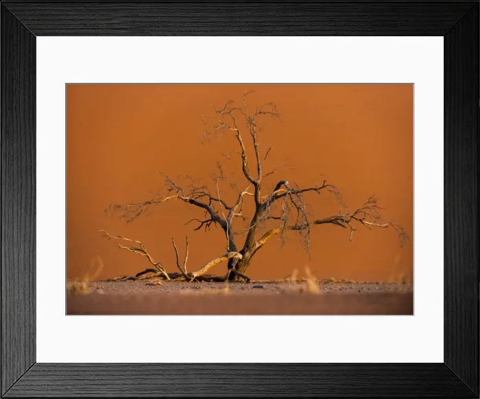 Framed Print : Acacia tree in front of Dune 45 in the Namib Desert at sunset, Sossusvlei, Namib-Naukluft Park Framed Print : Acacia tree in front of Dune 45 in the Namib Desert at sunset, Sossusvlei, Namib-Naukluft Park