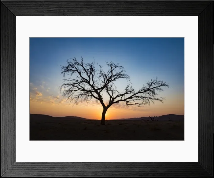 Framed Print : Acacia tree near Dune 45 in the Namib Desert at sunset, Sossusvlei, Namin-Naukluft Park Framed Print : Acacia tree near Dune 45 in the Namib Desert at sunset, Sossusvlei, Namin-Naukluft Park