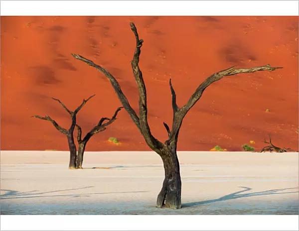 Dead acacia trees silhouetted against sand dunes at Deadvlei, Namib-Naukluft Park