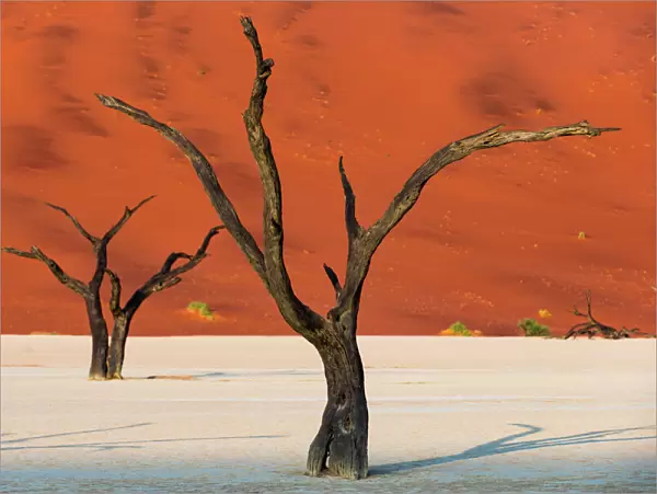 Dead acacia trees silhouetted against sand dunes at Deadvlei, Namib-Naukluft Park