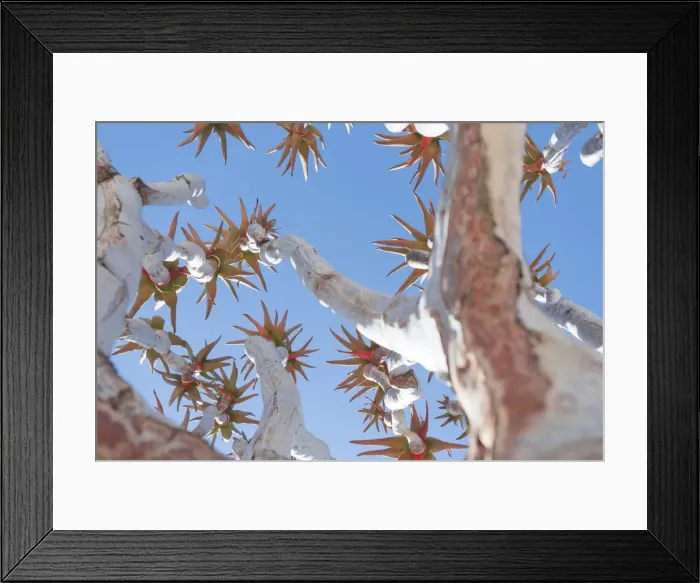 Framed Print : The Quiver Tree gets its name from the San people who used the tubular branches to Framed Print : The Quiver Tree gets its name from the San people who used the tubular branches to