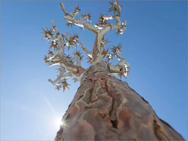 The Quiver Tree in Namibia gets its name from the San people who used the tubular