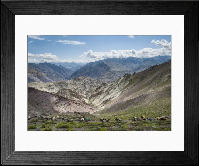Framed Print : Pack horses in the Ladakh region, Himalayas, India, Asia Framed Print : Pack horses in the Ladakh region, Himalayas, India, Asia