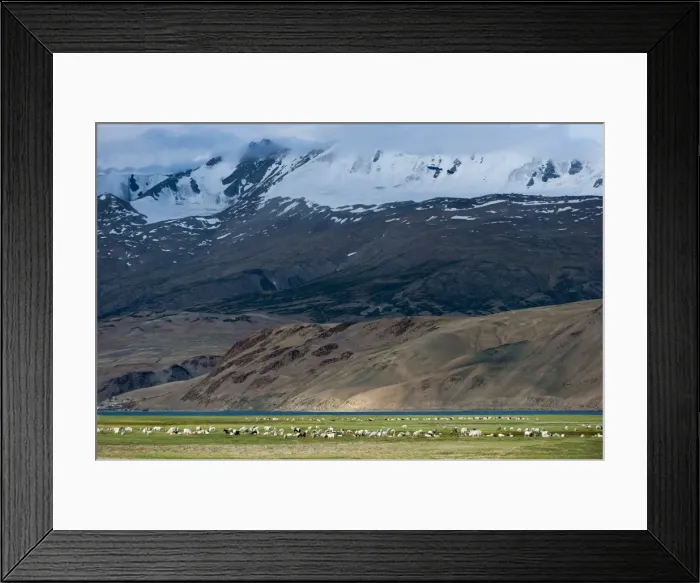 Framed Print : Goats in the remote Himalayan region of Ladakh near Tso Moriri, Ladakh, India, Asia Framed Print : Goats in the remote Himalayan region of Ladakh near Tso Moriri, Ladakh, India, Asia