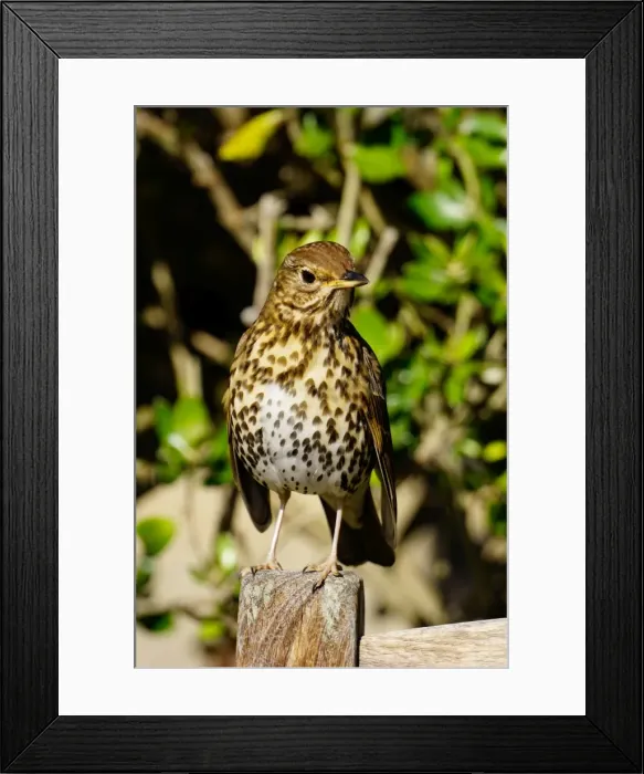 Framed Print : Thrush, Isles of Scilly, England, United Kingdom, Europe Framed Print : Thrush, Isles of Scilly, England, United Kingdom, Europe