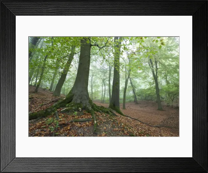 Framed Print : Autumnal woodland in mist, near Winchcombe, Cotswolds, Gloucestershire, England, United Kingdom Framed Print : Autumnal woodland in mist, near Winchcombe, Cotswolds, Gloucestershire, England, United Kingdom